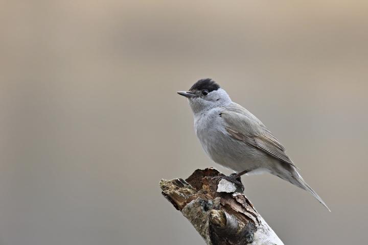 Pěnice černohlavá (Sylvia atricapilla)