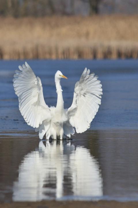 Volavka bílá (Egretta alba)