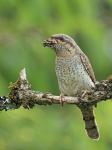 Eurasian wryneck (Jynx torquilla)