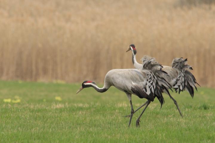  Jeřáb popelavý  ( Grus grus)
