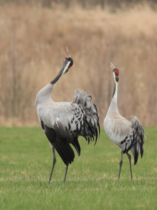  Jeřáb popelavý  ( Grus grus)
