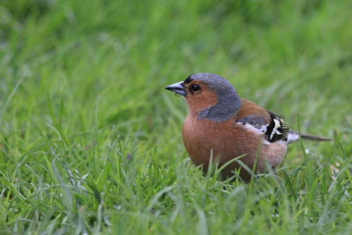 Pěnkava obecná (Fringilla coelebs)
