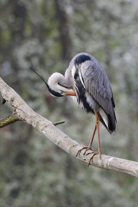 Volavka popelavá (Ardea cinerea)
