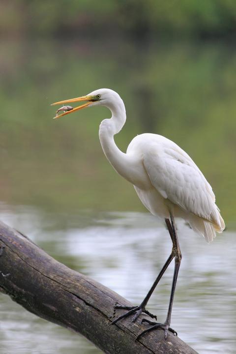 Volavka bílá (Egretta alba)