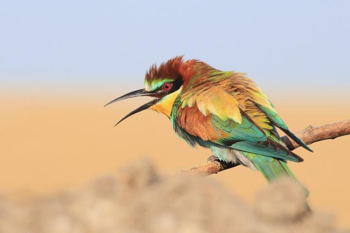 Vlha pestrá (Merops apiaster)