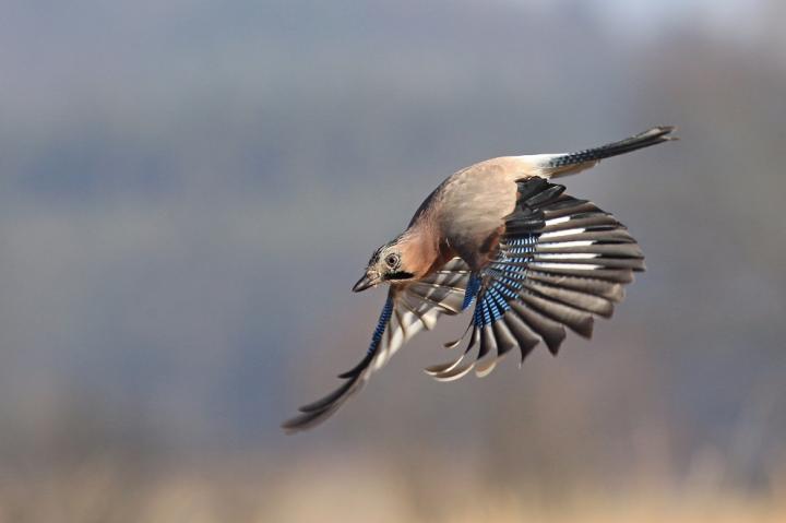 Sojka obecná (Garrulus glandarius)