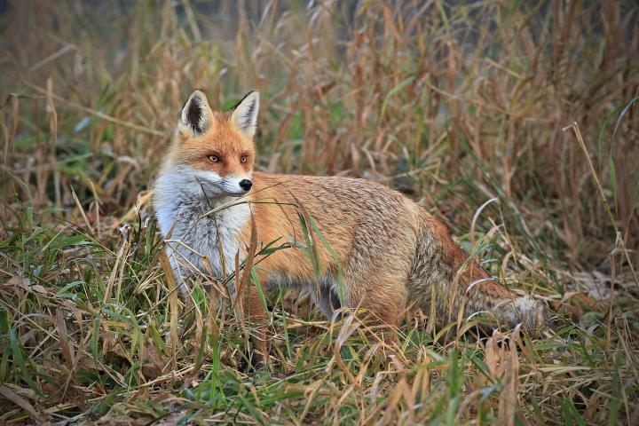  Liška obecná ( Vulpes Vulpes)