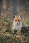  fox  ( Vulpes Vulpes)