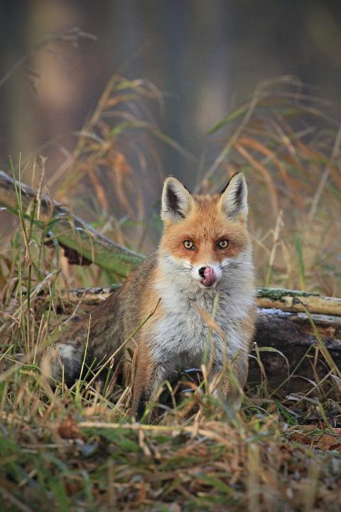  Liška obecná ( Vulpes Vulpes)