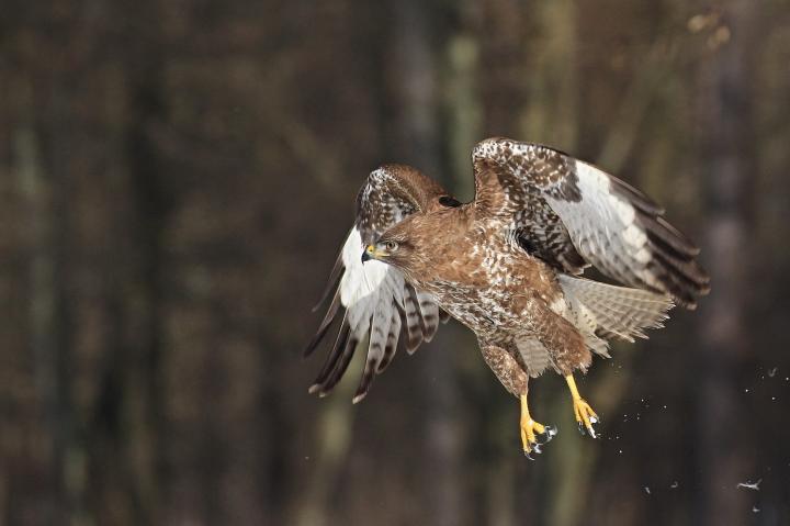 Káně lesní (Buteo buteo)