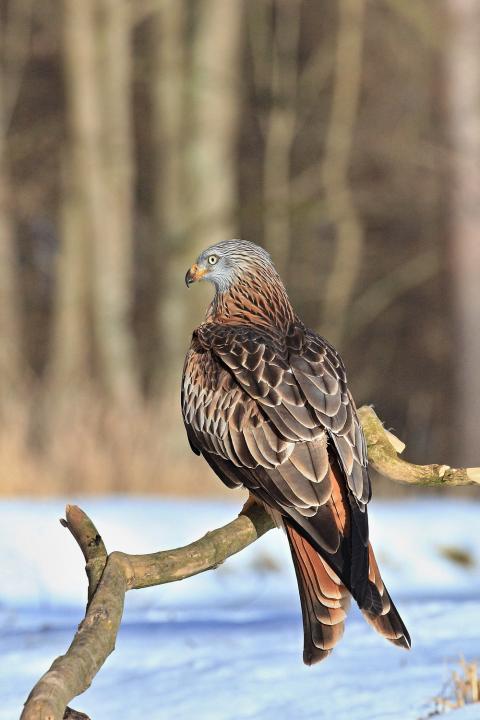 Luňák červený  (Milvus milvus)