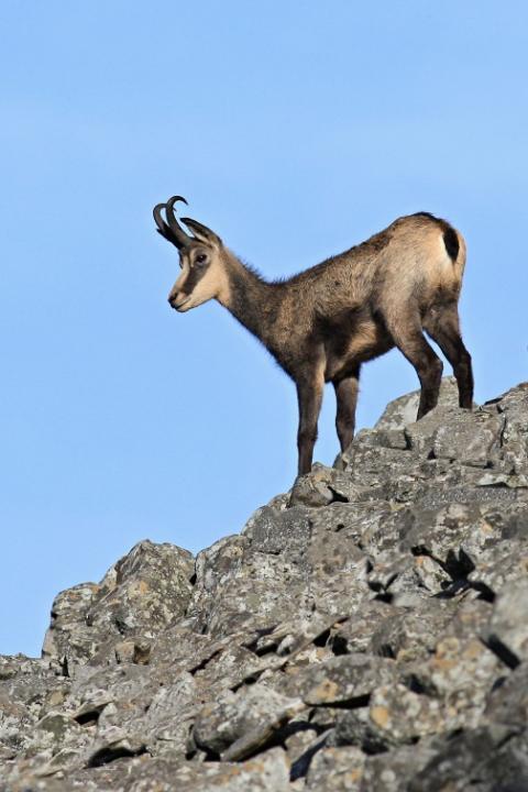 Kamzík horský (Rupicapra rupicapra)