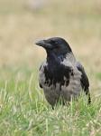 Vrána obecná šedá (Corvus corone cornix)