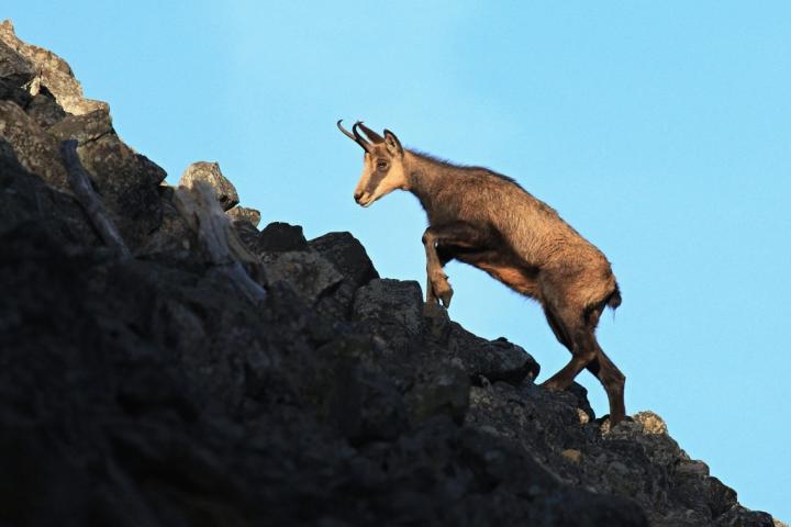 Kamzík horský (Rupicapra rupicapra)
