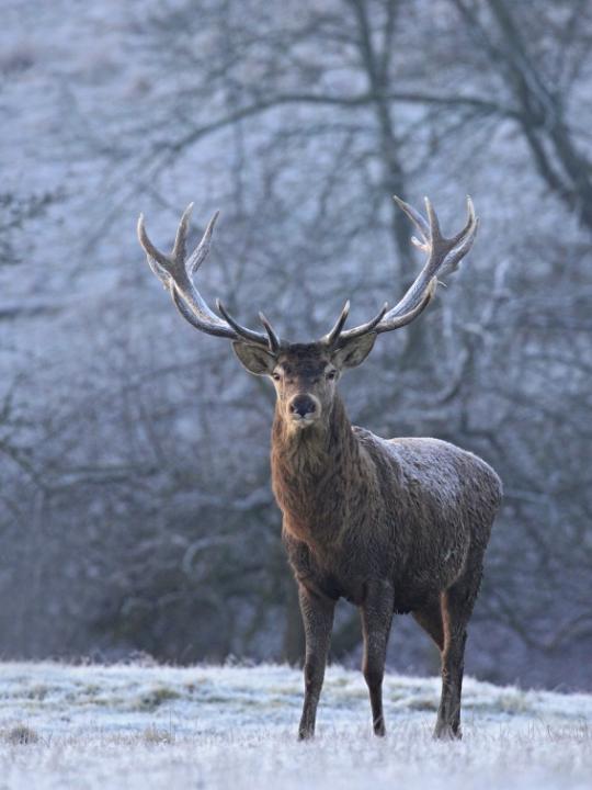 Jelen lesní (Cervus elaphus)