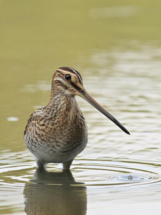 Bekasina otavní (Gallinago gallinago)