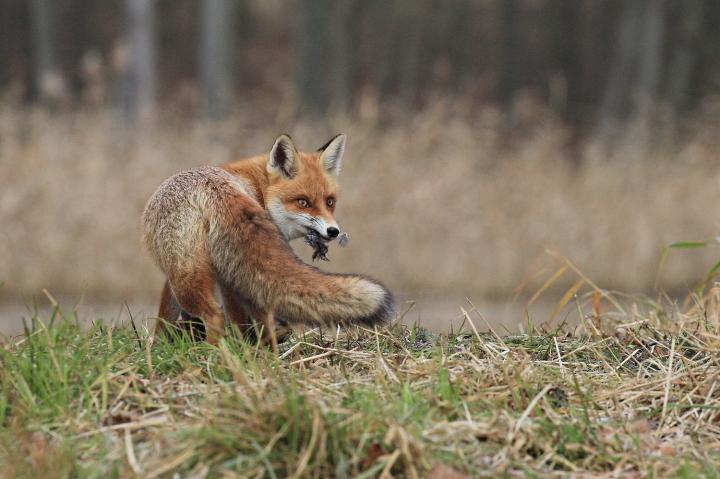  Liška obecná ( Vulpes Vulpes)