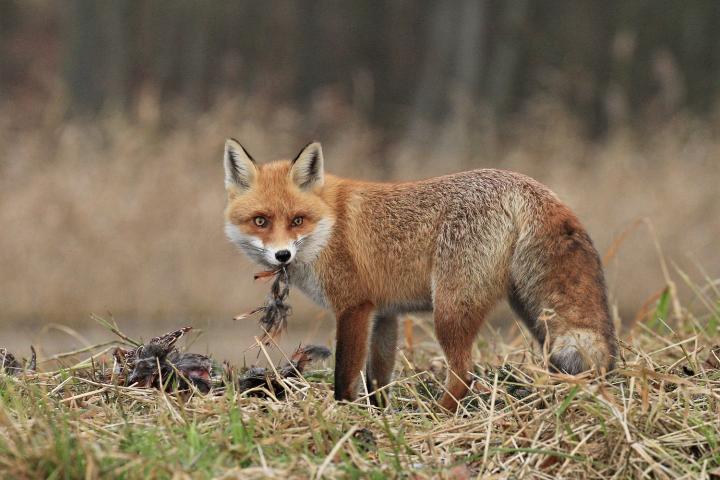  Liška obecná ( Vulpes Vulpes)