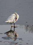  Mute swan  ( Muta olor)