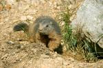 Alpine Marmot (Marmota marmota)