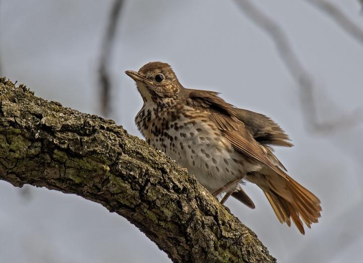 Drozd zpěvný (Turdus philomelos)