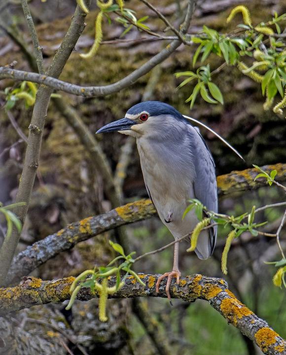  Kvakoš noční ( Nycticorax nycticorax)