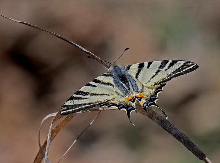 otakárek_ovocný (Iphiclides podalirius)