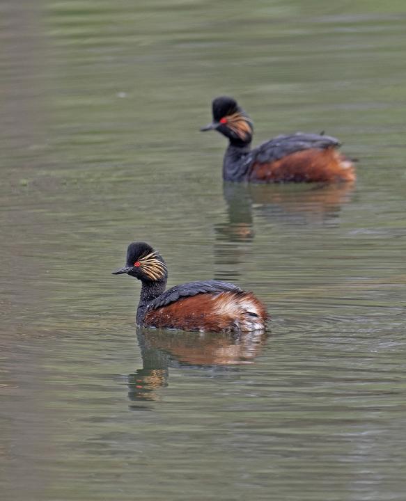 Potápka černokrká (Podiceps nigricollis)