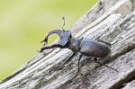 Stag beetle (Cervus beetle)