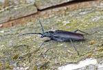 Great Capricorn Beetle (Cerambyx cerdo)