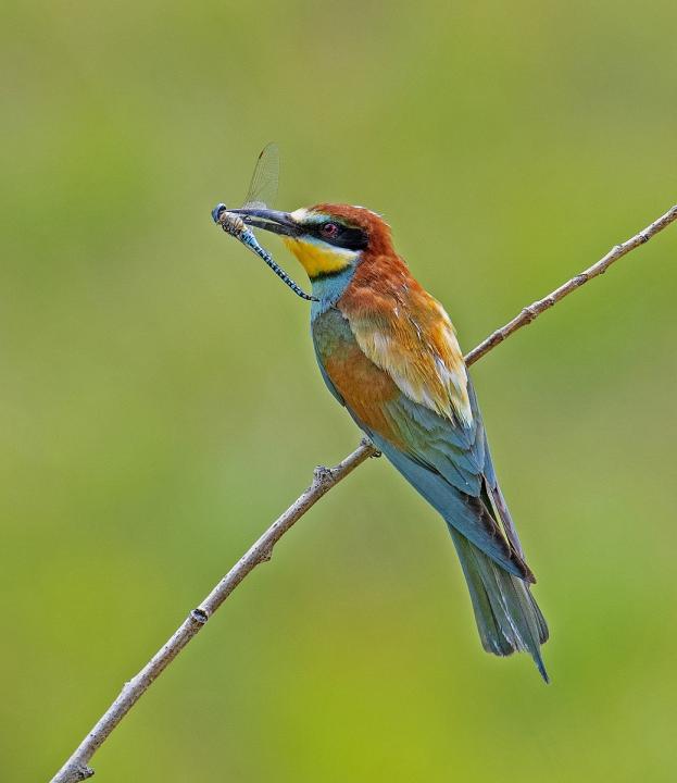Vlha pestrá (Merops apiaster)