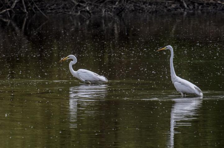 Volavka bílá (Egretta alba)