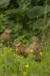 Pheasant (Phasianus colchicus)