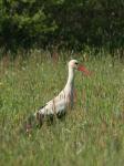 White Stork (Ciconia ciconia)