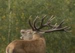 Red Deer (Cervus elaphus)