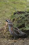 Hazel Grouse (Bonasa bonasia)