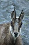 Alpine Chamois (Rupicapra rupicapra)