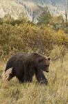  Brown bear ( Ursus arctos)