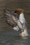 Goosander (Mergus merganser)