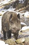  Wild Boar ( Sus scrofa)