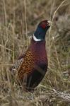 Pheasant (Phasianus colchicus)