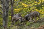 Fallow Deer (Dama dama)