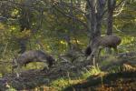 Fallow Deer (Dama dama)