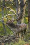 Fallow Deer (Dama dama)