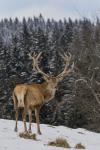 Red Deer (Cervus elaphus)