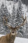 Red Deer (Cervus elaphus)