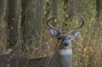 White-tailed deer (Odocoileus virginianus)