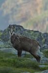 Alpine Chamois (Rupicapra rupicapra)