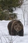  Brown bear ( Ursus arctos)