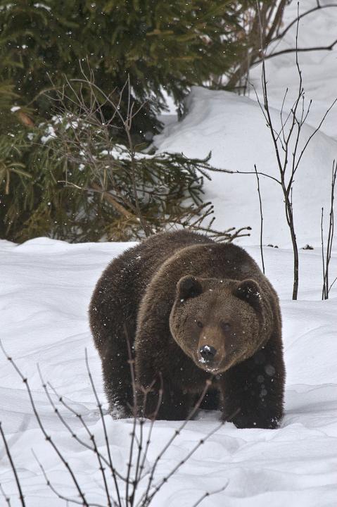  Brown bear ( Ursus arctos)